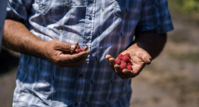 Can Regenerative Agriculture Save the World?