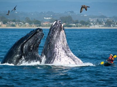Whalefest Monterey 2022