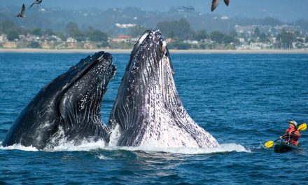 Whalefest Monterey 2022
