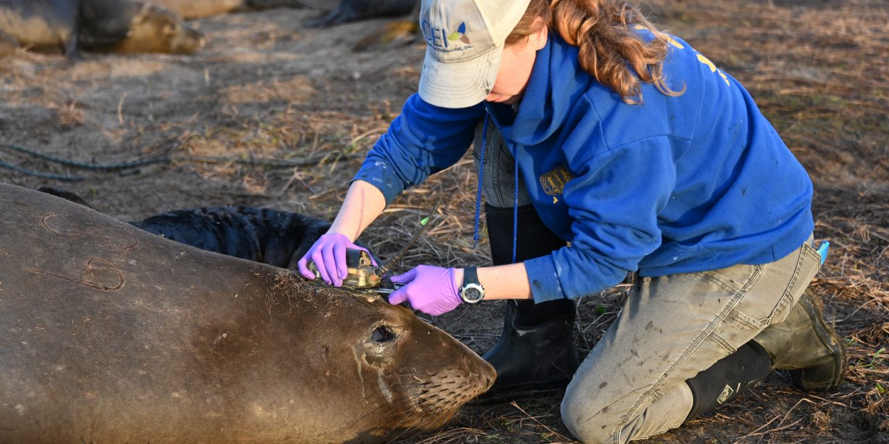 Sustainability Now! Sunday, Feb. 18th: The Elephant Seals are Back! with Dr. Theresa Keates