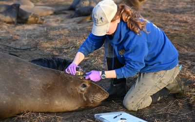 Sustainability Now! Sunday, April 17th: To be an Elephant Seal in the Spring! with Theresa Keates