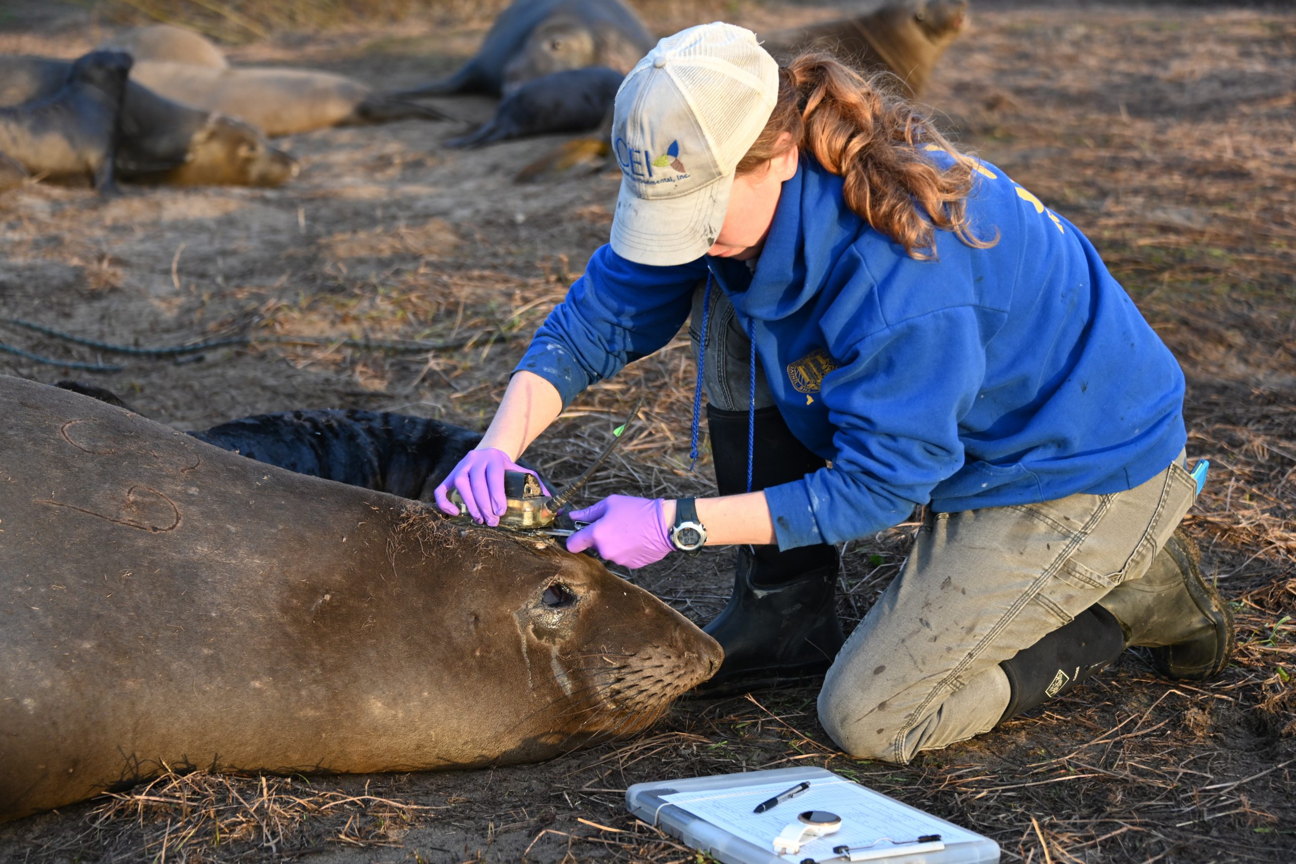 Sustainability Now! Sunday, Feb. 18th: The Elephant Seals are Back! with Dr. Theresa Keates