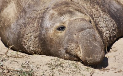 Chris Tomkins – Elephant Seals