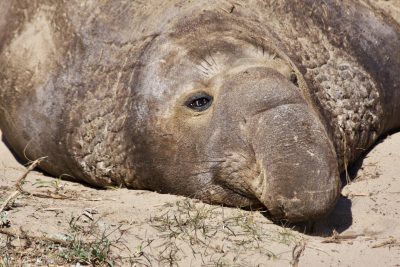 Chris Tomkins - Elephant Seals