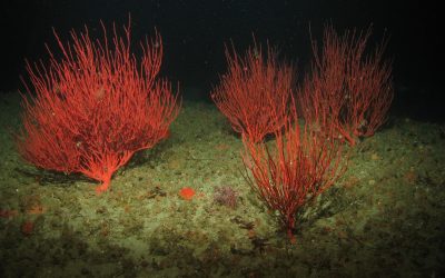 Corals and Sponges: A Refuge within a Refuge