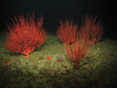 Corals and Sponges: A Refuge within a Refuge