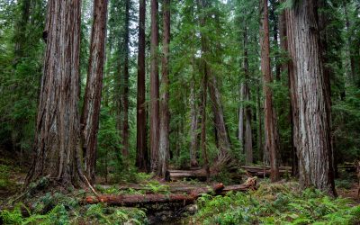 How can we save our redwoods?