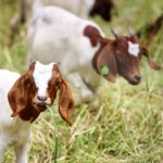 Goats Reduce Fire Risk at UCSC