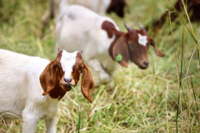 Goats Reduce Fire Risk at UCSC
