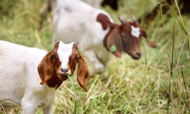 Goats Reduce Fire Risk at UCSC