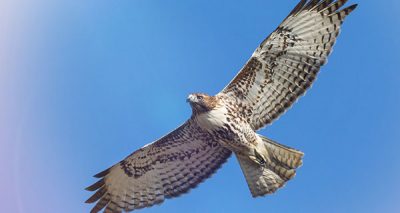 Jeri Bodemar - Just This Moment