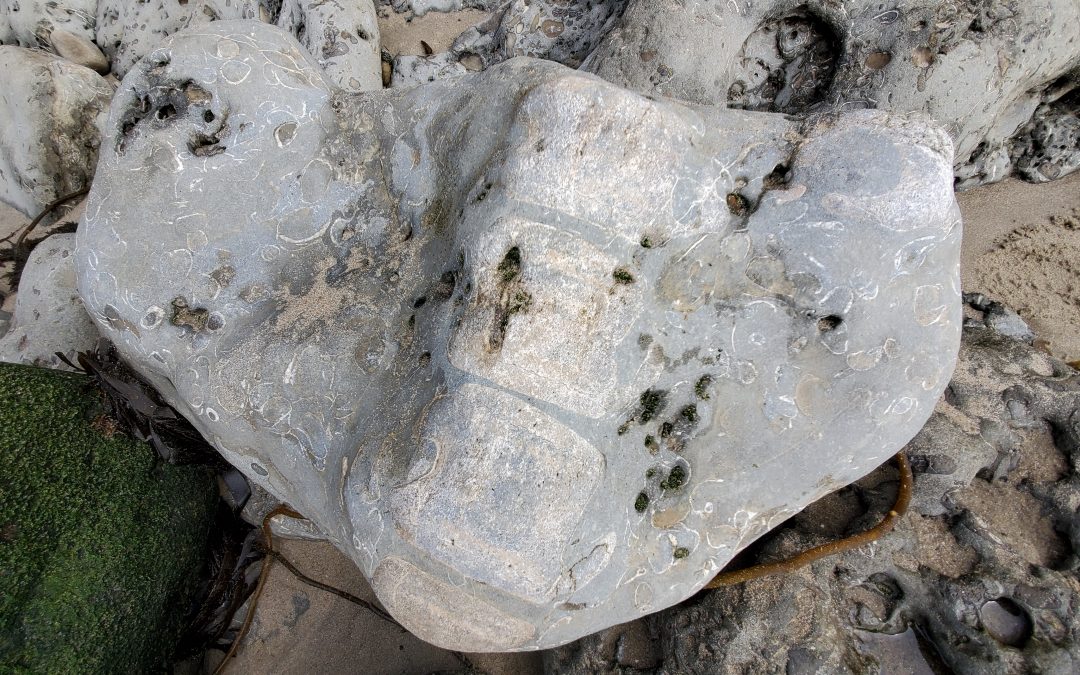 Amateur Fossil Hunters are Big Contributors to Science