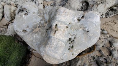 Amateur Fossil Hunters are Big Contributors to Science