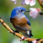 eBird is Having a Big Impact on Science