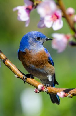 eBird is Having a Big Impact on Science