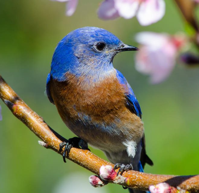eBird is Having a Big Impact on Science