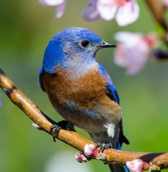 eBird is Having a Big Impact on Science
