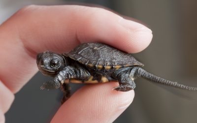 Saving Western Pond Turtles at SF Zoo