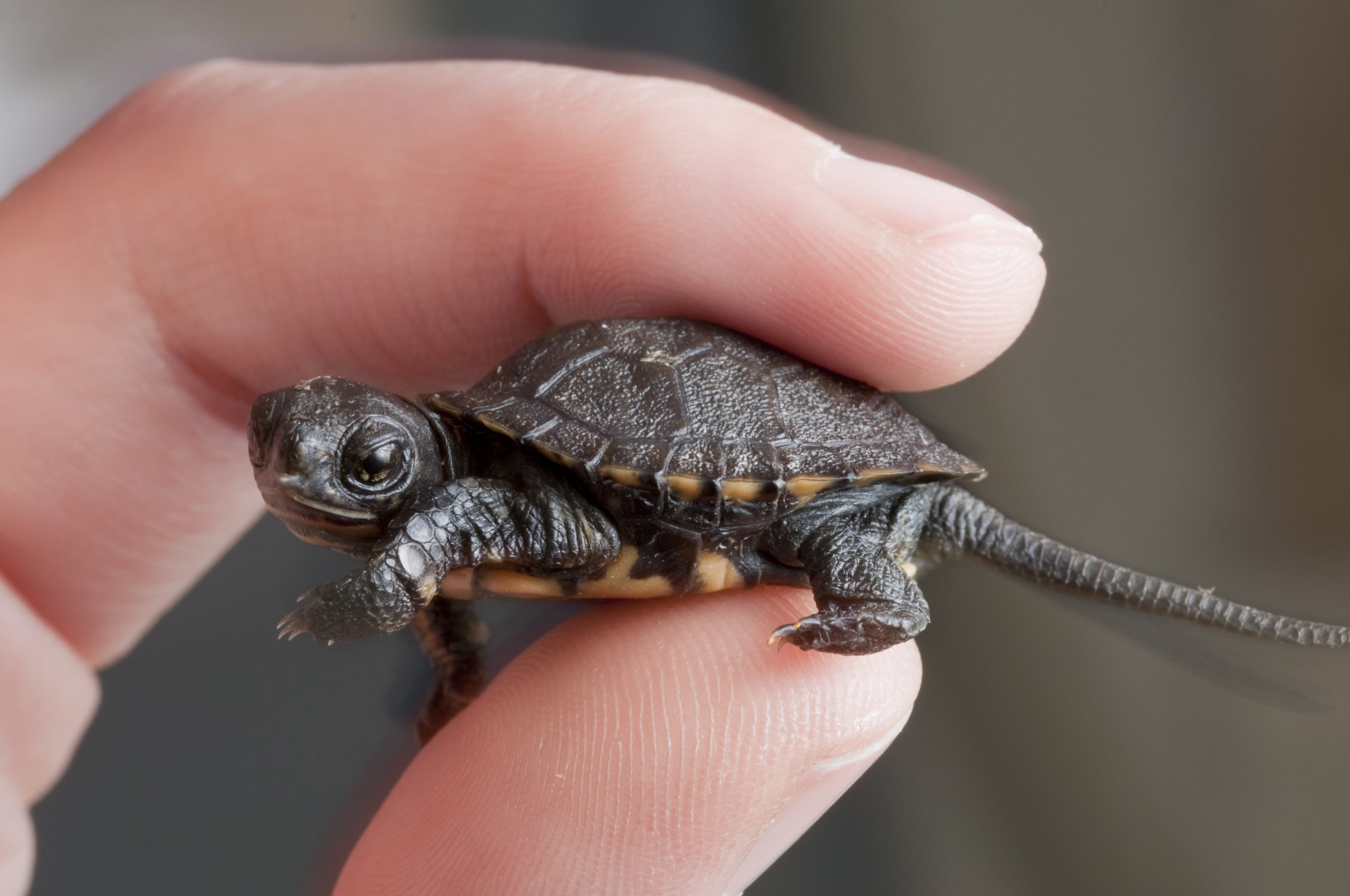 Saving Western Pond Turtles at SF Zoo | ksqd.org