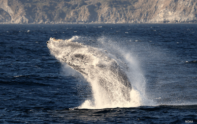 MB National Marine Sanctuary Celebrates 30 Years