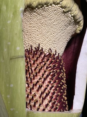 Corpse Flower Draws Thousands to Arboretum