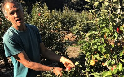 Growing Heritage Apples with Freddy Menge