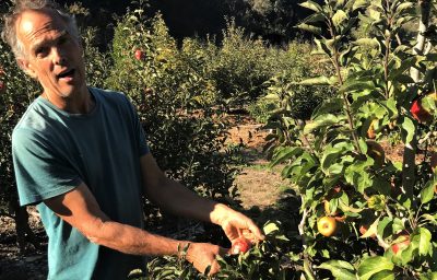 Growing Heritage Apples with Freddy Menge