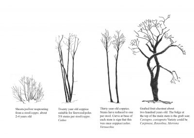 Sustainability Now! Sunday, September 3rd, 2023 Blast from the Past: Trees are Shape Shifters--Italian Landscapes and Human Interventions in the Anthropocene, with Professor Andrew Mathews