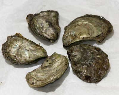 Five olympia oysters.
