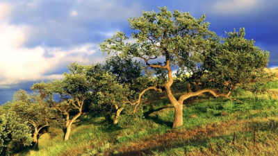 Sudden Oak Life with Dr. Lee Klinger