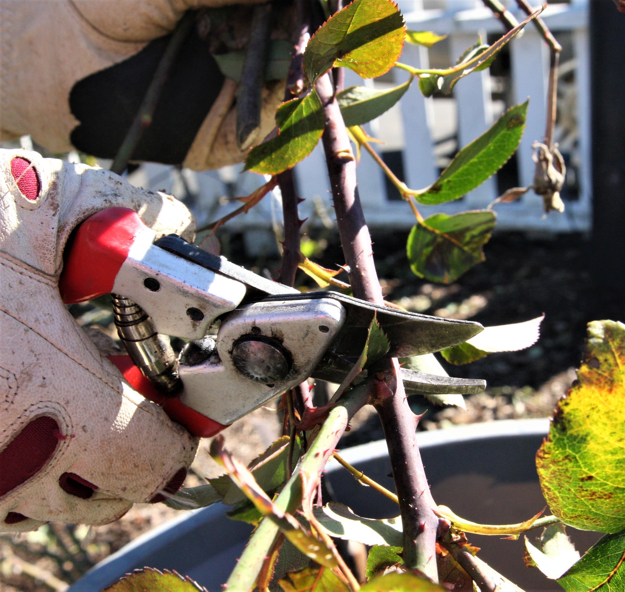 In The Garden from KSQD