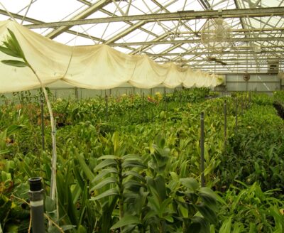 The Good Greenhouse