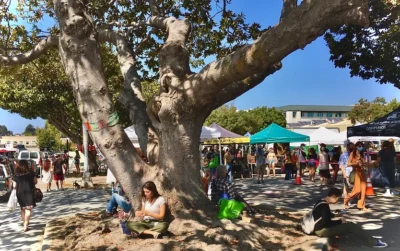 Saving Some Heritage Trees