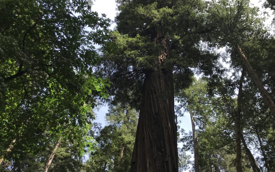 Hug a tree with arborist Albert Weisfuss