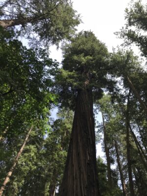 Hug a tree with arborist Albert Weisfuss