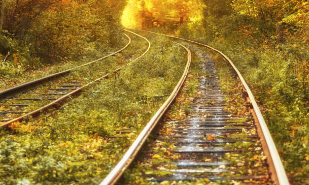 Ann McKenzie – Segment 9 Trees