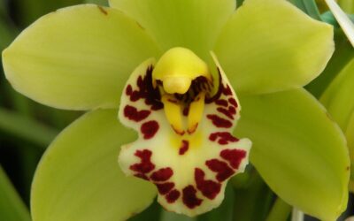 King of Cimbidiums Andy Easton talks orchids