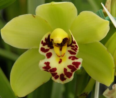 King of Cimbidiums Andy Easton talks orchids