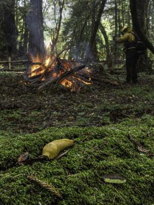 Controlled Burn at Henry Cowell S.P