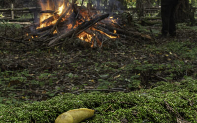 Controlled Burn at Henry Cowell S.P