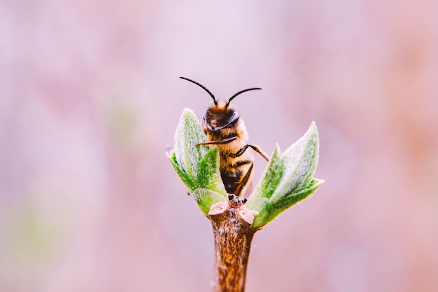 Jeri Bodemar – Honeybee