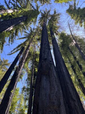 Big Basin State Park Regenerates Itself