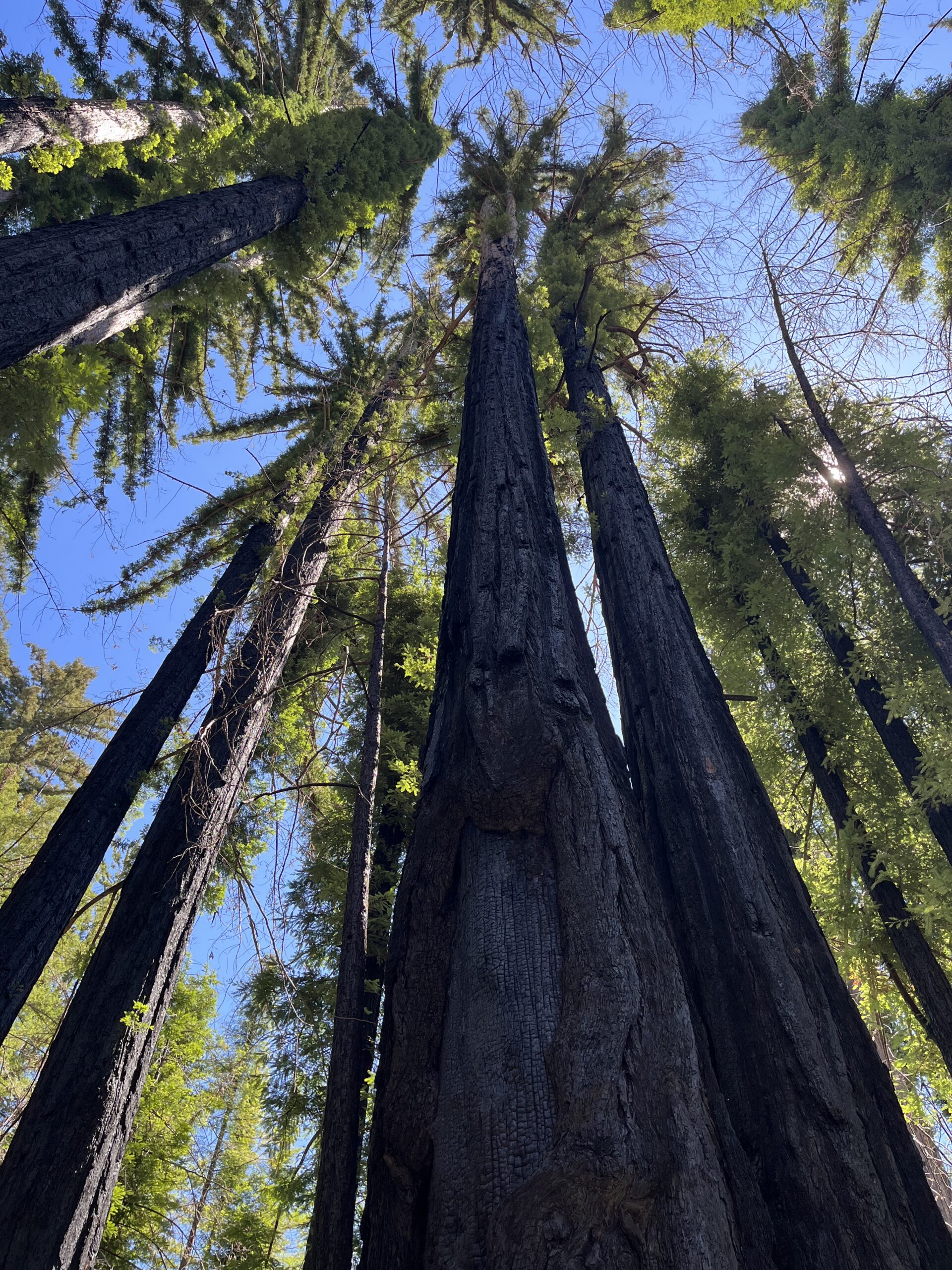 Big Basin State Park Regenerates Itself ksqd