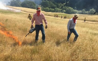 Good burning for ecological health – an interview with Jared Childress of the California Prescribed Burn Association