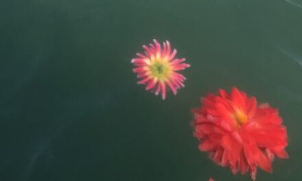Jeri Bodemar – Dahlia Blossoms