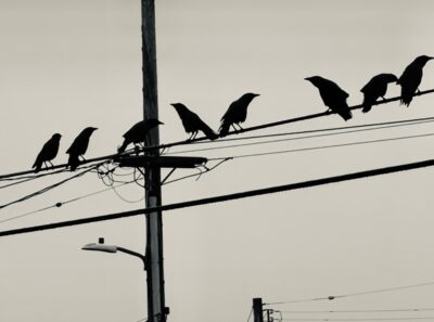 Alan Ritch - Crows