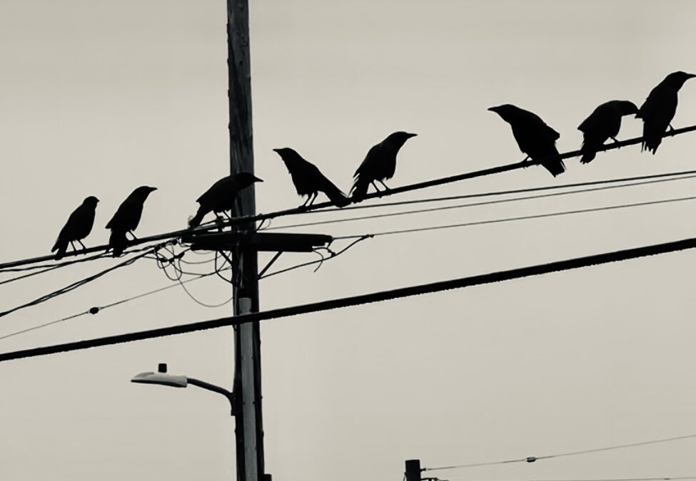 Alan Ritch – Crows