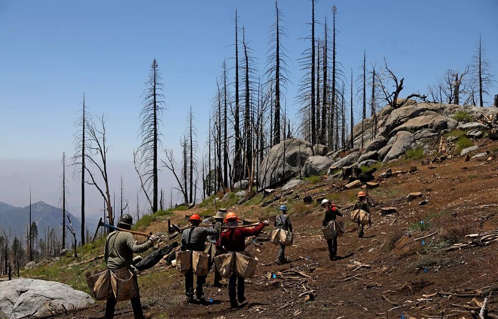 Sustainability Now! Sunday, November 12th: Replanting Burned over Sequoia Groves in the Sierras, with Dr. Christy Brigham, National Park Service, and Dr. Chad Hanson, John Muir Project