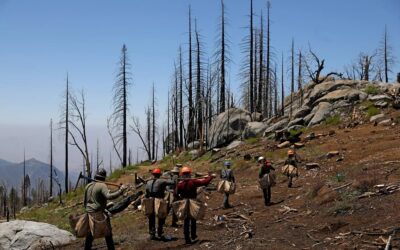 Sustainability Now! Sunday, November 12th: Replanting Burned over Sequoia Groves in the Sierras, with Dr. Christy Brigham, National Park Service, and Dr. Chad Hanson, John Muir Project