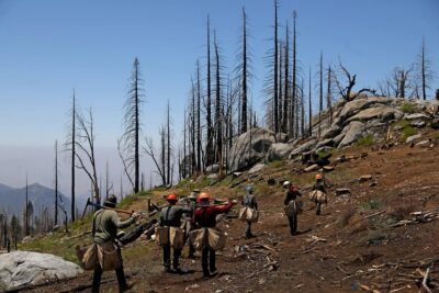 Sustainability Now! Sunday, November 12th: Replanting Burned over Sequoia Groves in the Sierras, with Dr. Christy Brigham, National Park Service, and Dr. Chad Hanson, John Muir Project